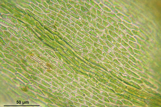 Image of goldenleaf campylium moss