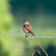 Image of Whinchat