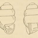 Image of Vertigo bollesiana (Morse 1865)