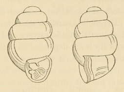 Image of Vertigo bollesiana (Morse 1865)