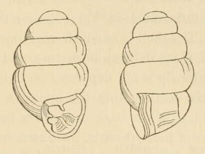 Image of Vertigo bollesiana (Morse 1865)