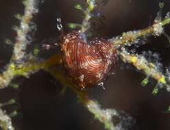 Stylocheilus striatus (Quoy & Gaimard 1832) resmi