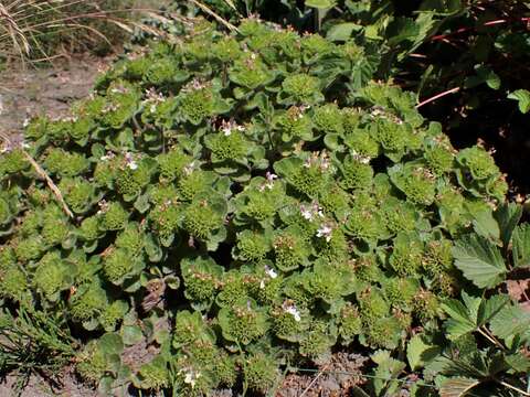 Слика од Teucrium pyrenaicum L.