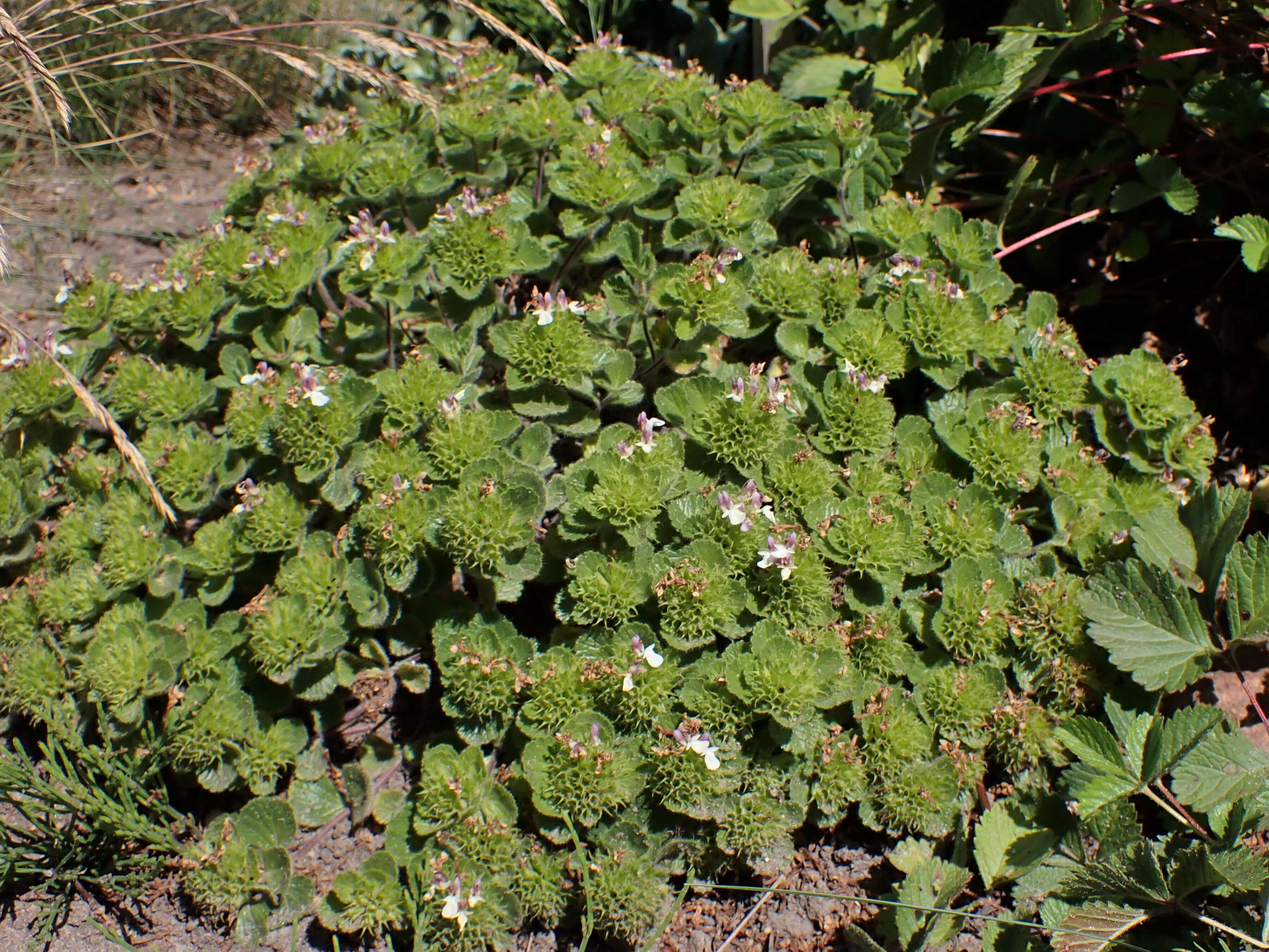 Слика од Teucrium pyrenaicum L.