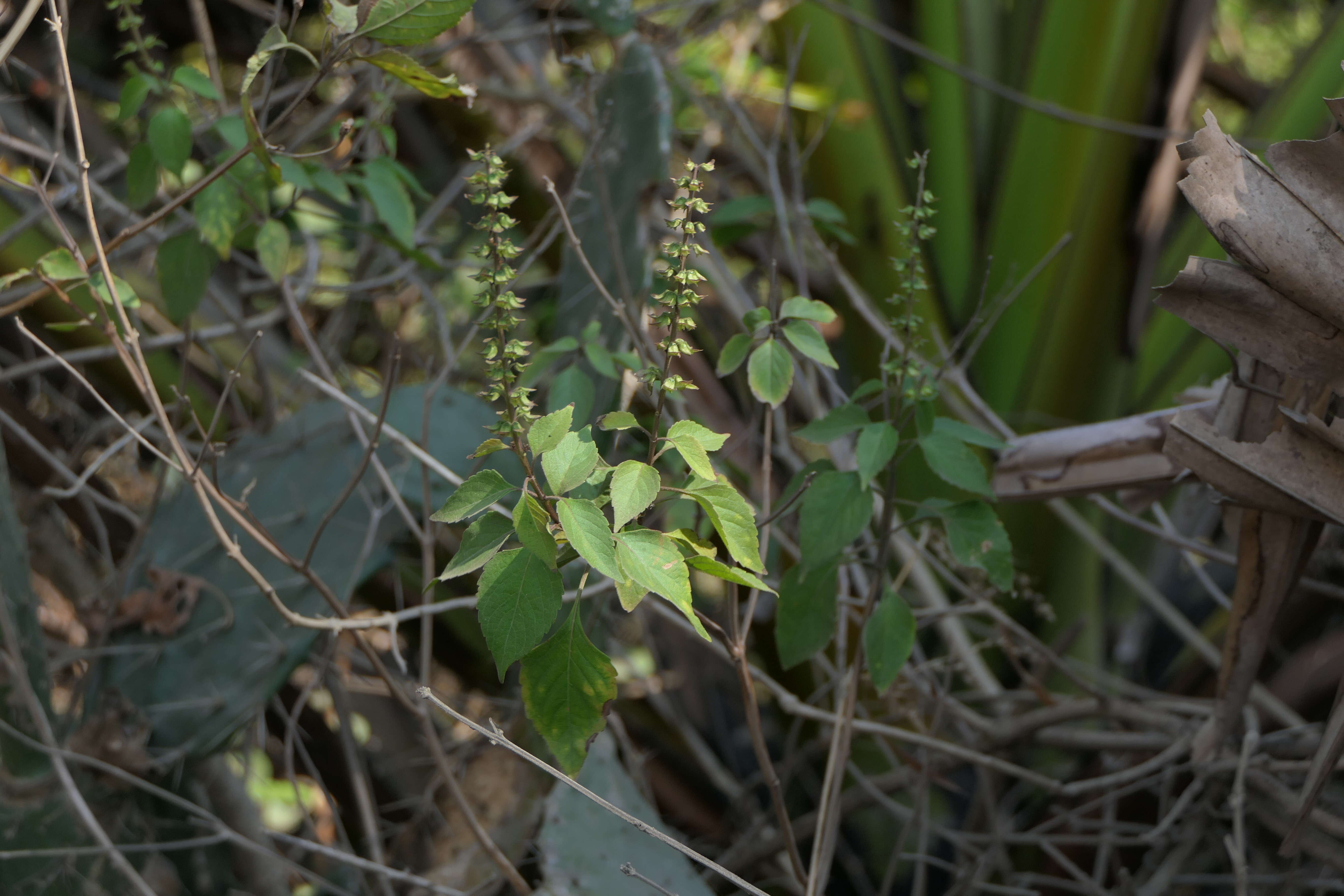 Imagem de Ocimum americanum L.