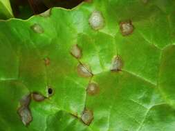 Image of Beta vulgaris subsp. vulgaris Cicla