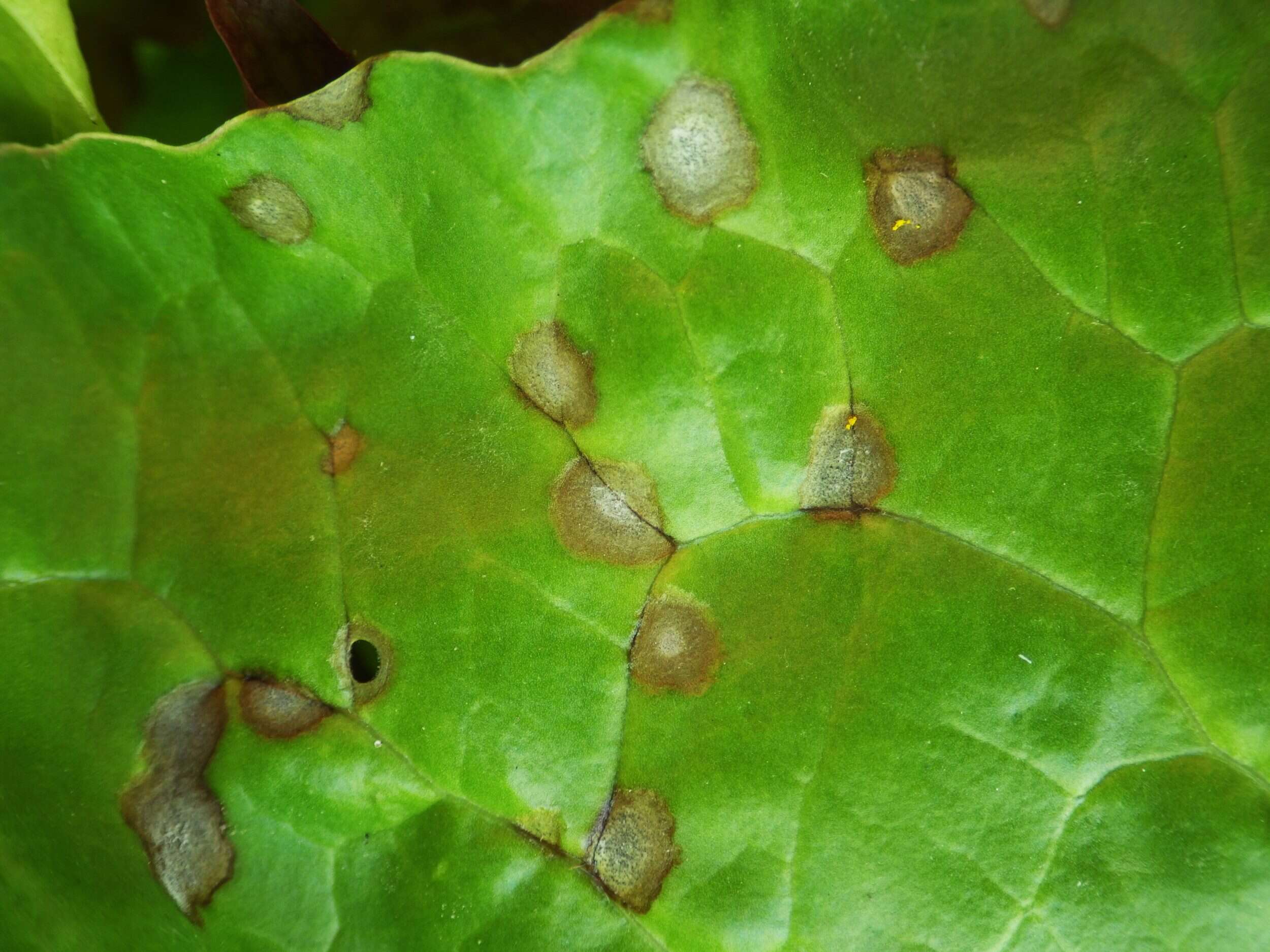 Image of Beta vulgaris subsp. vulgaris Cicla