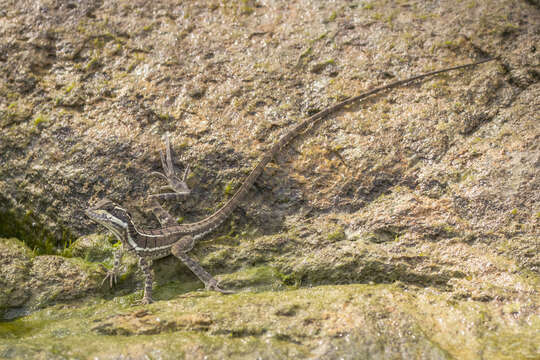 Image of Common Basilisk