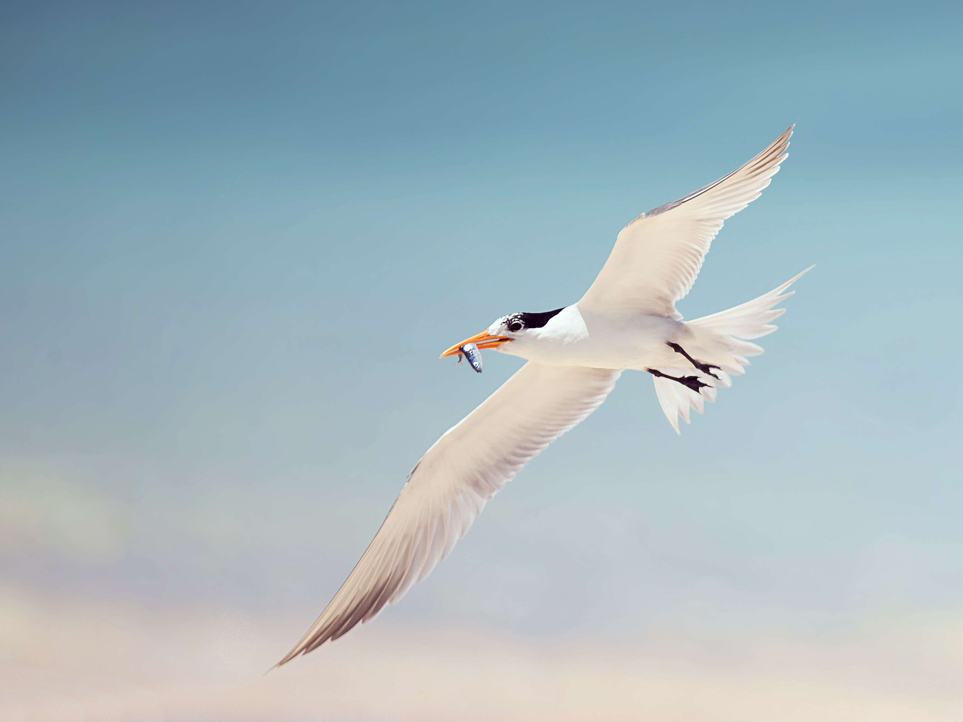 Image of Lesser Crested Tern