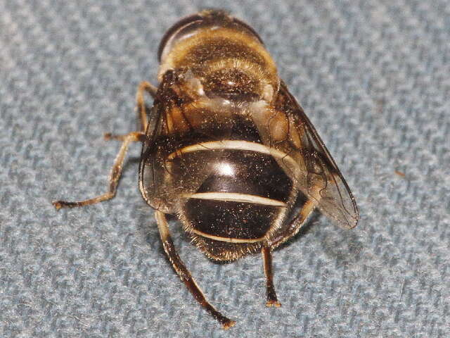 Image of Eristalis obscura Loew 1866