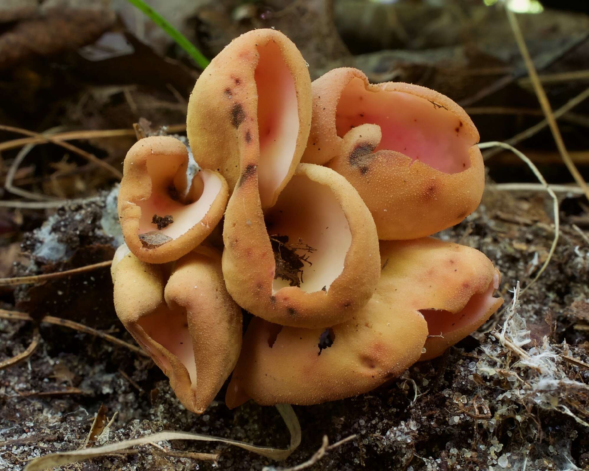 Image of Otidea onotica (Pers.) Fuckel 1870