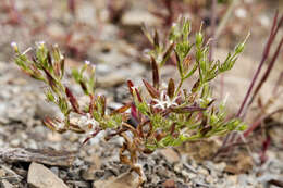 Image of slender phlox