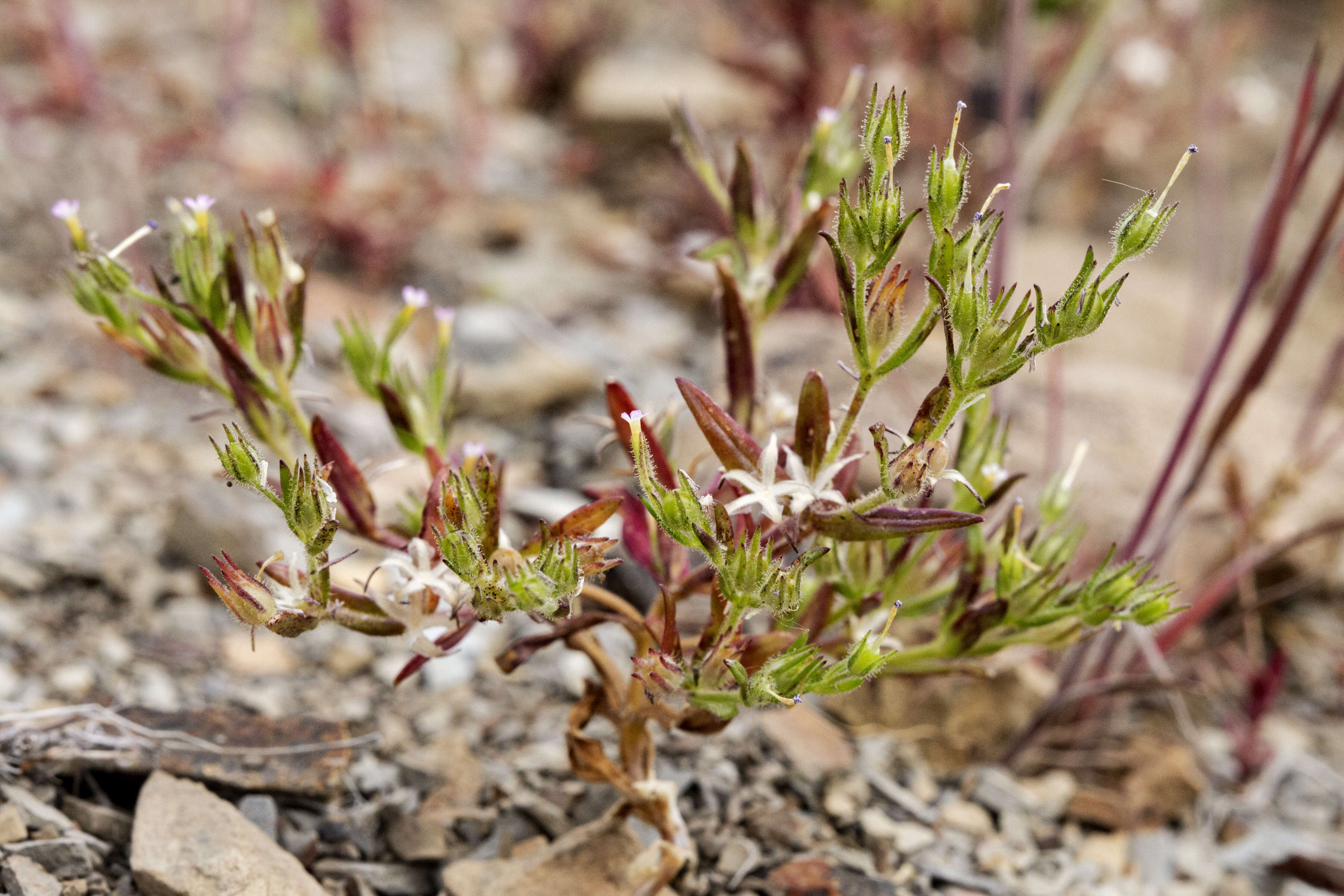 Imagem de Phlox gracilis (Douglas ex Hook.) Greene