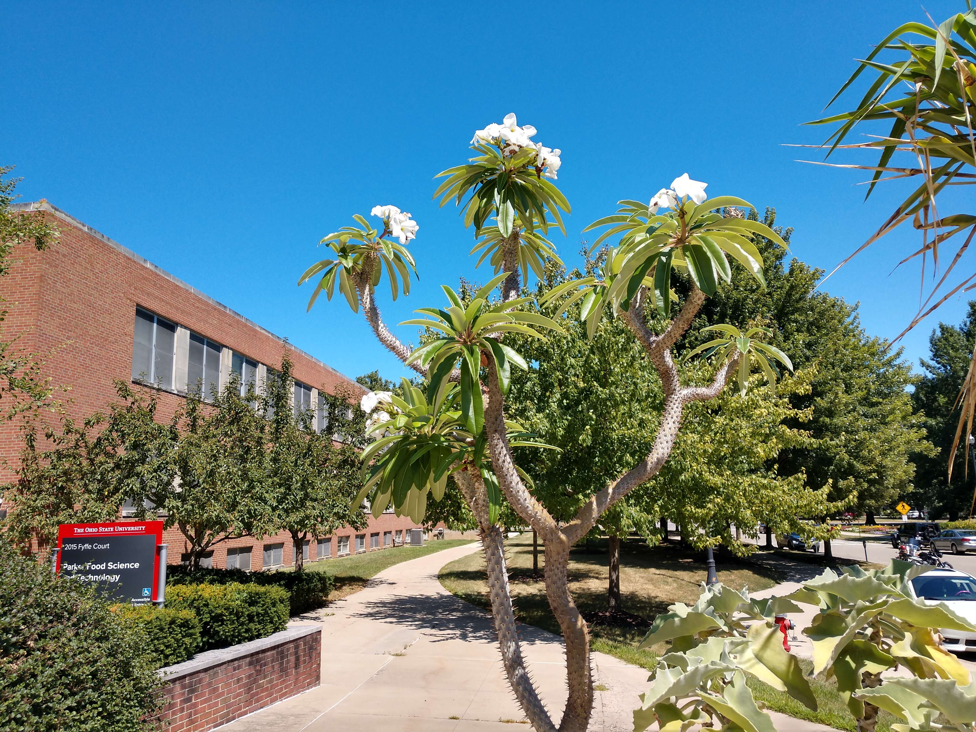 Image of Pachypodium