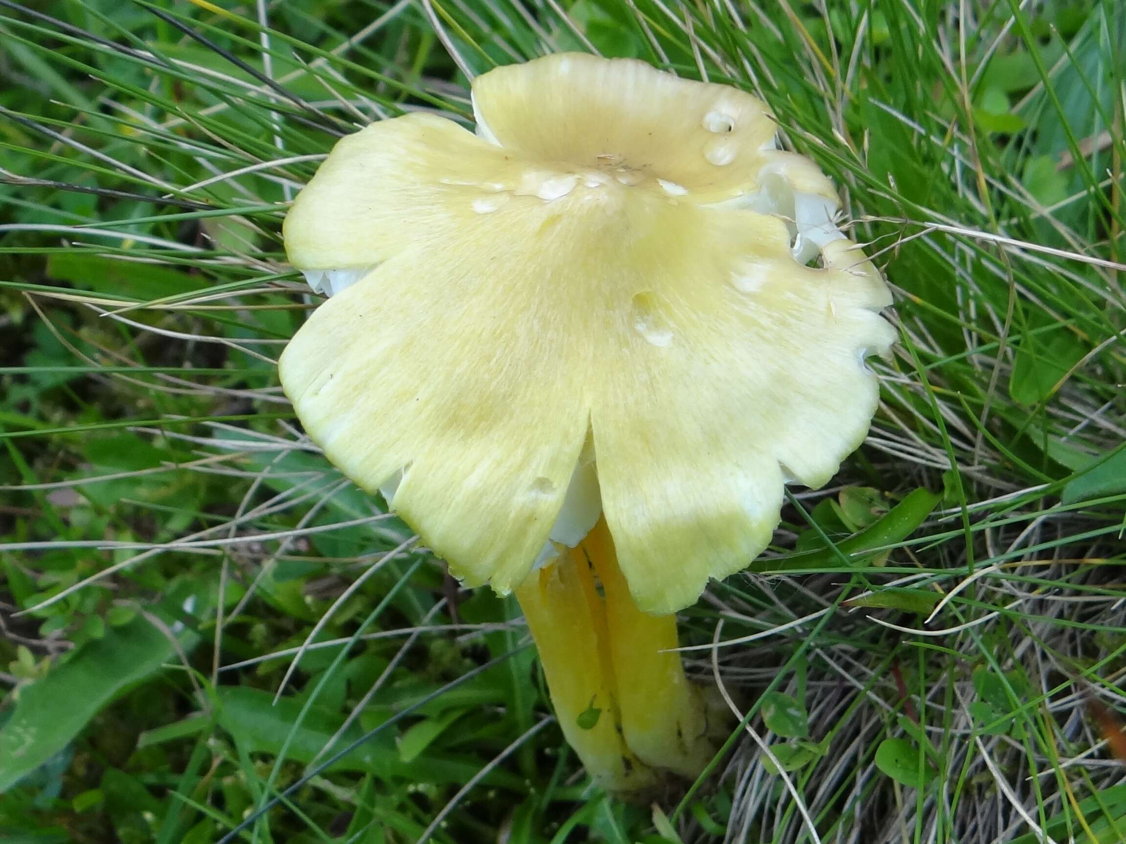 Image de Hygrocybe citrinovirens (J. E. Lange) Jul. Schäff. 1947