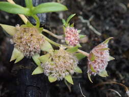 Image of Actinotus gibbonsii F. Müll.