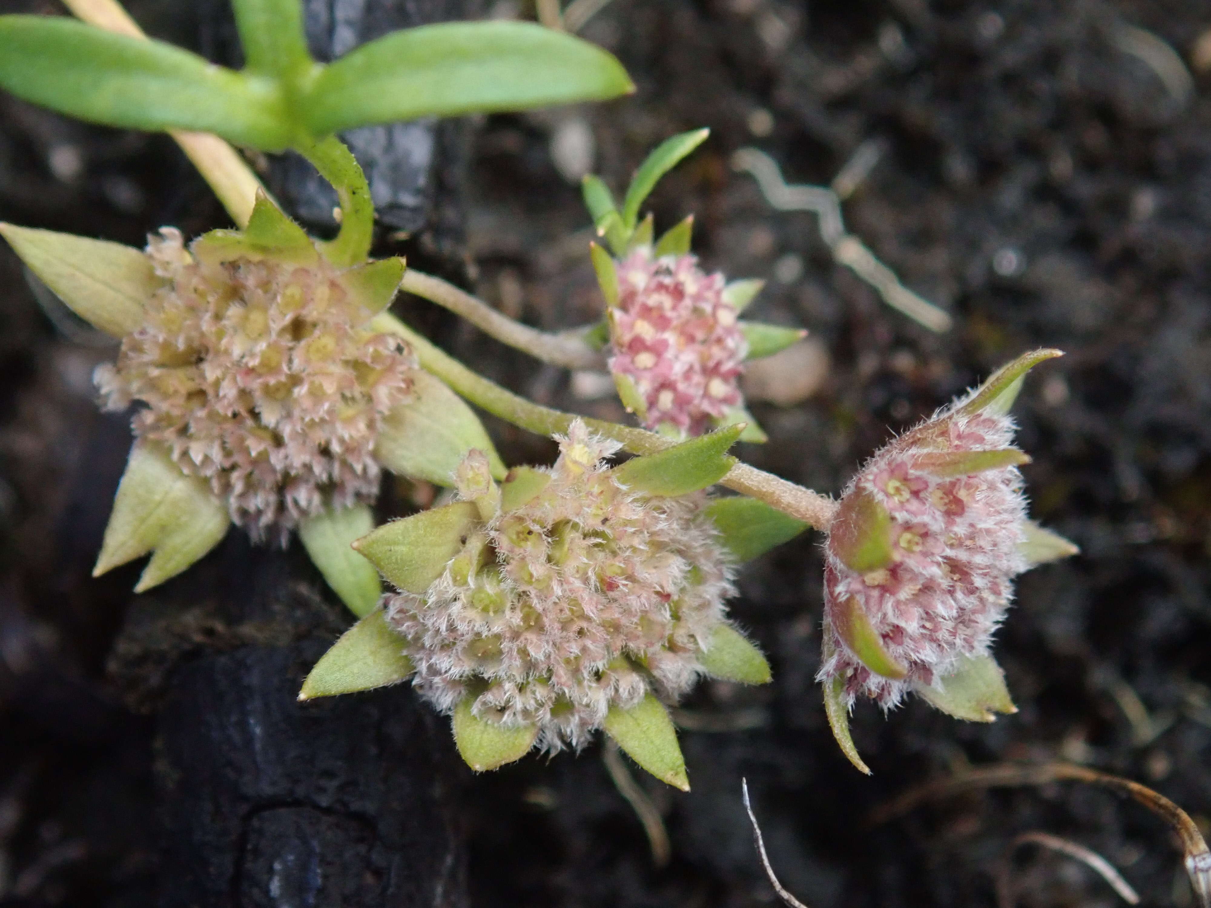 Image of Actinotus gibbonsii F. Müll.