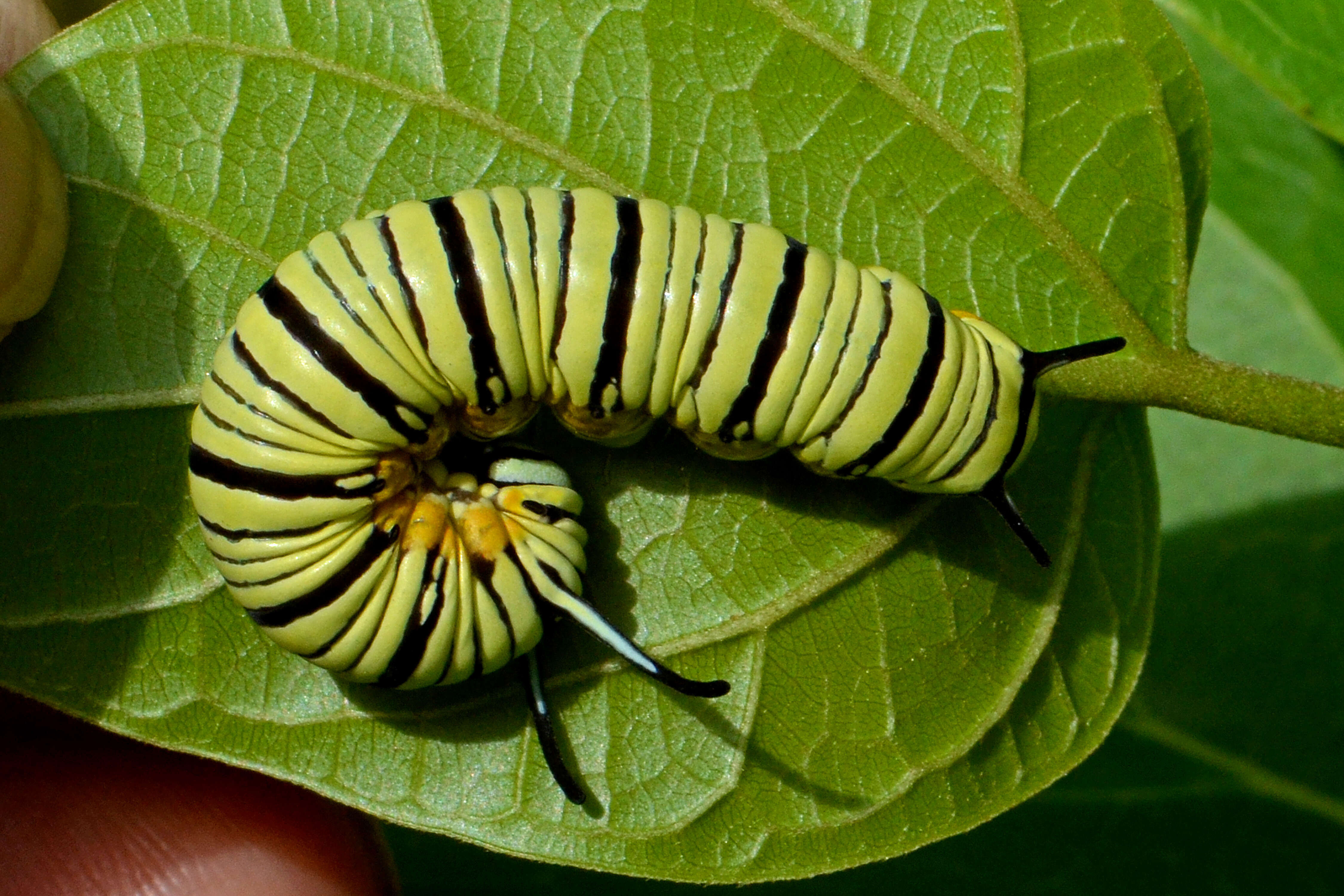 Image of Marsdenia volubilis (L. fil.) Cooke