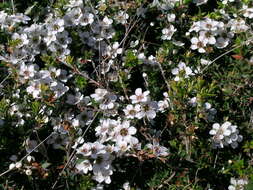 Image of Leptospermum continentale J. Thompson