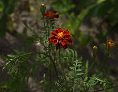 Image of French marigold