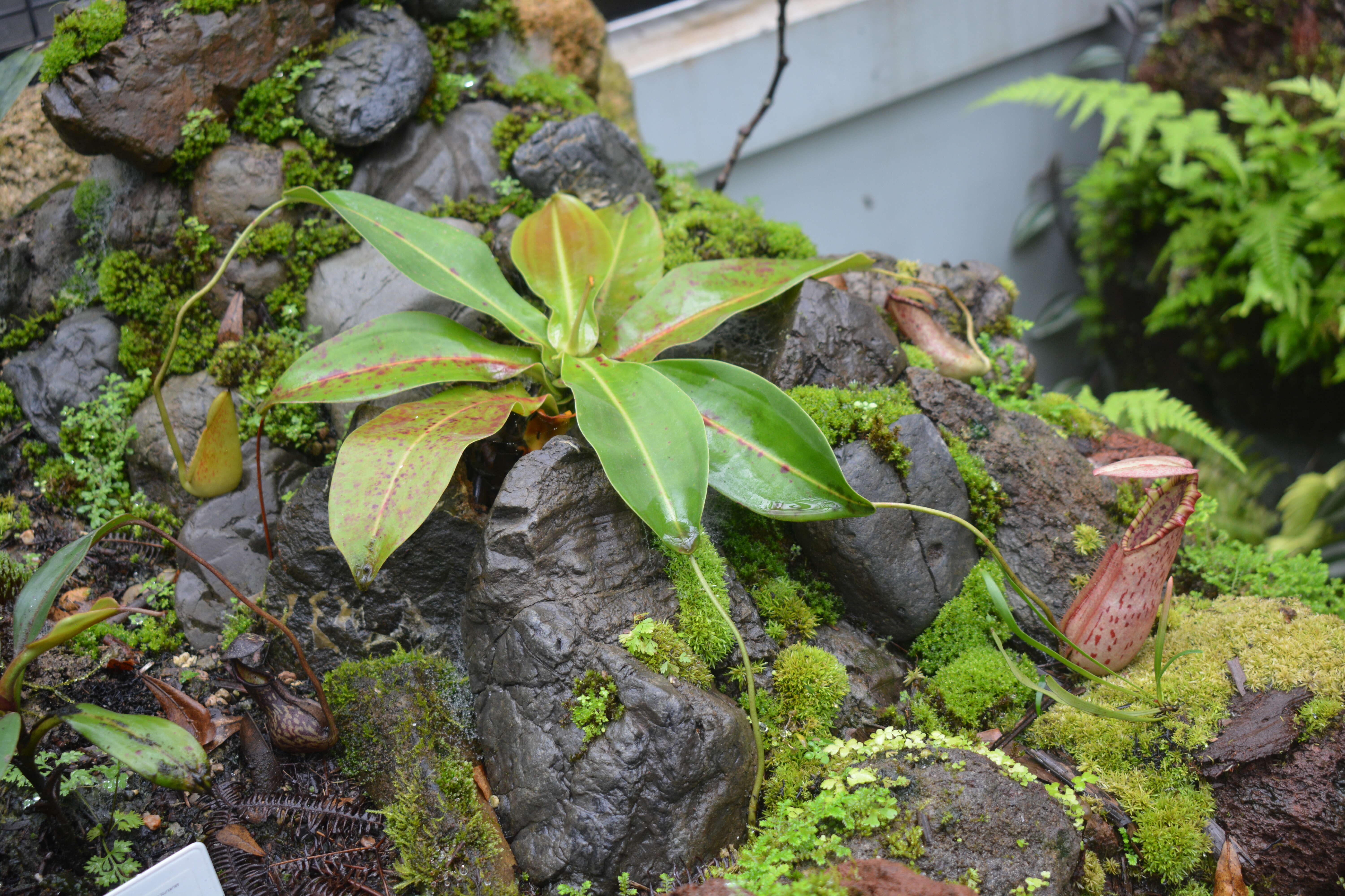 Image of Pitcher plant