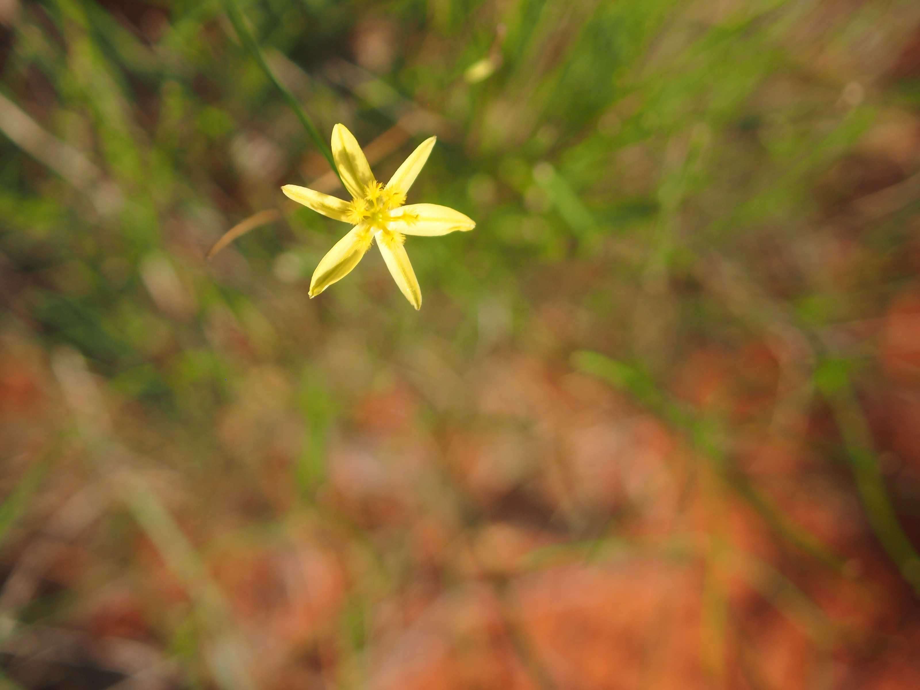 Image of Tricoryne elatior R. Br.