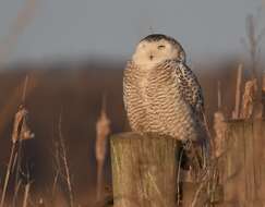 Imagem de Bubo scandiacus (Linnaeus 1758)