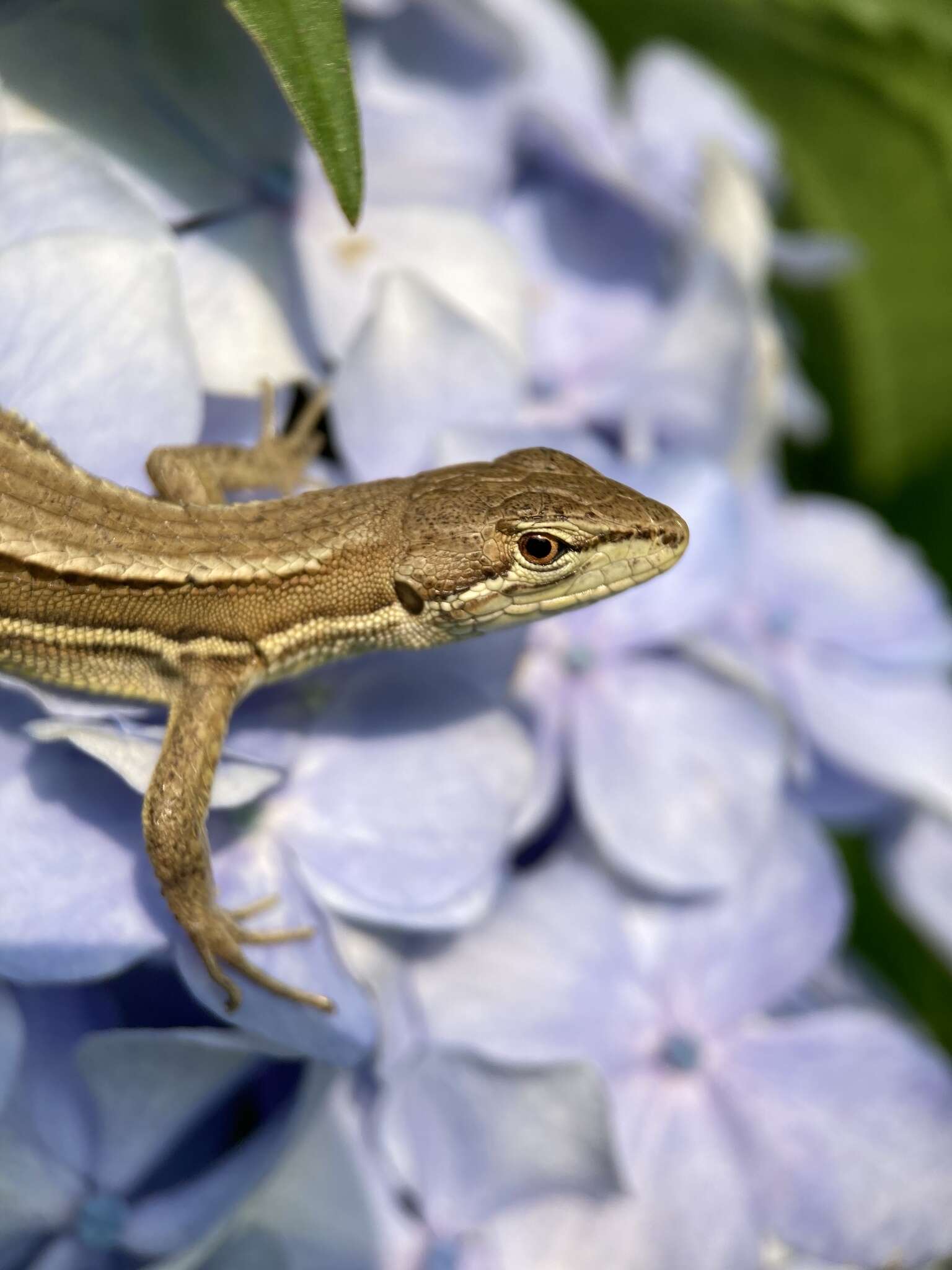 Image of Japanese Grass Lizard