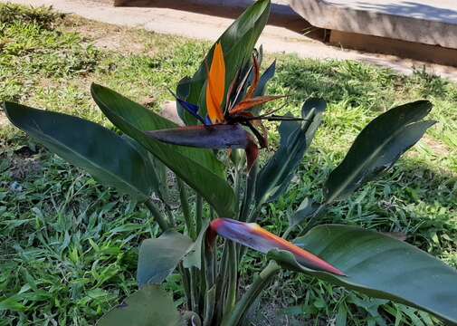 Image of Bird of paradise plant