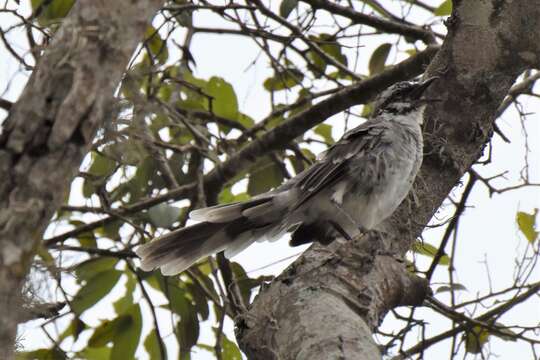 Image of Long-tailed Mockingbird