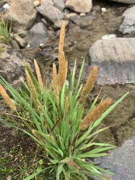 Image of California bentgrass