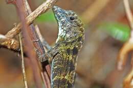 Image of Bueycito Anole