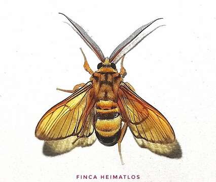 Image of Sarosa acutior Felder 1869