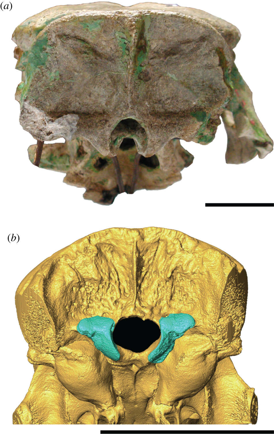 Image of giant rats