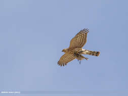 Image of Eurasian Sparrowhawk