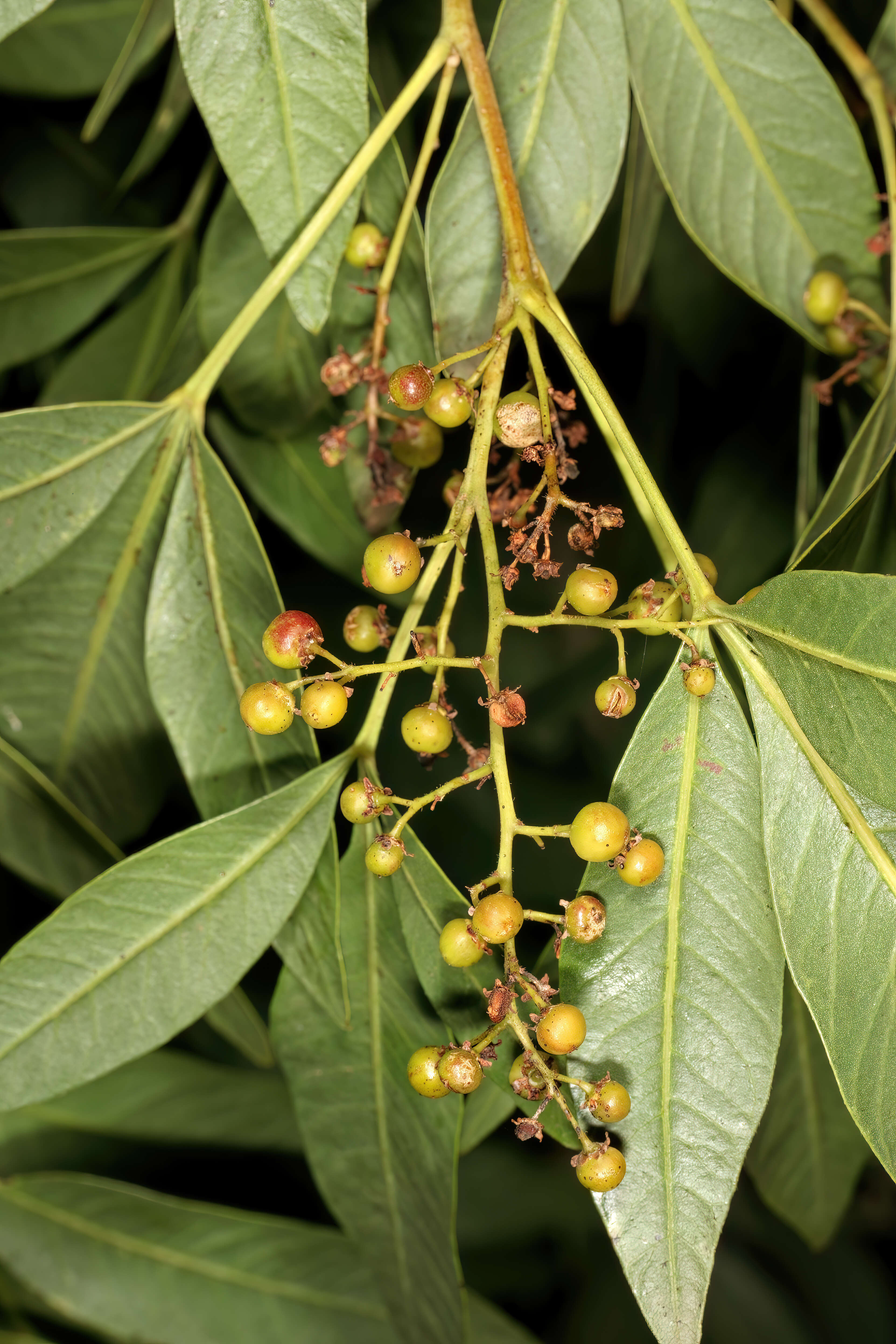 Image of Searsia pendulina (Jacq.) Moffett