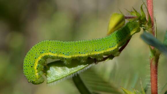 Image of Clouded sulphur