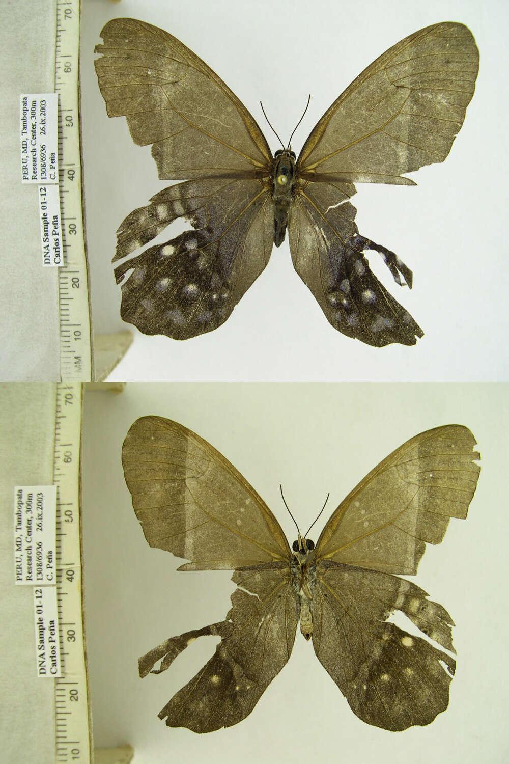 Image of Pierella lena Linnaeus 1767