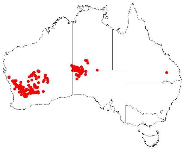 Image of Hakea minyma Maconochie