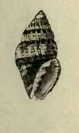 Image of Vexillum amabile (Reeve 1845)