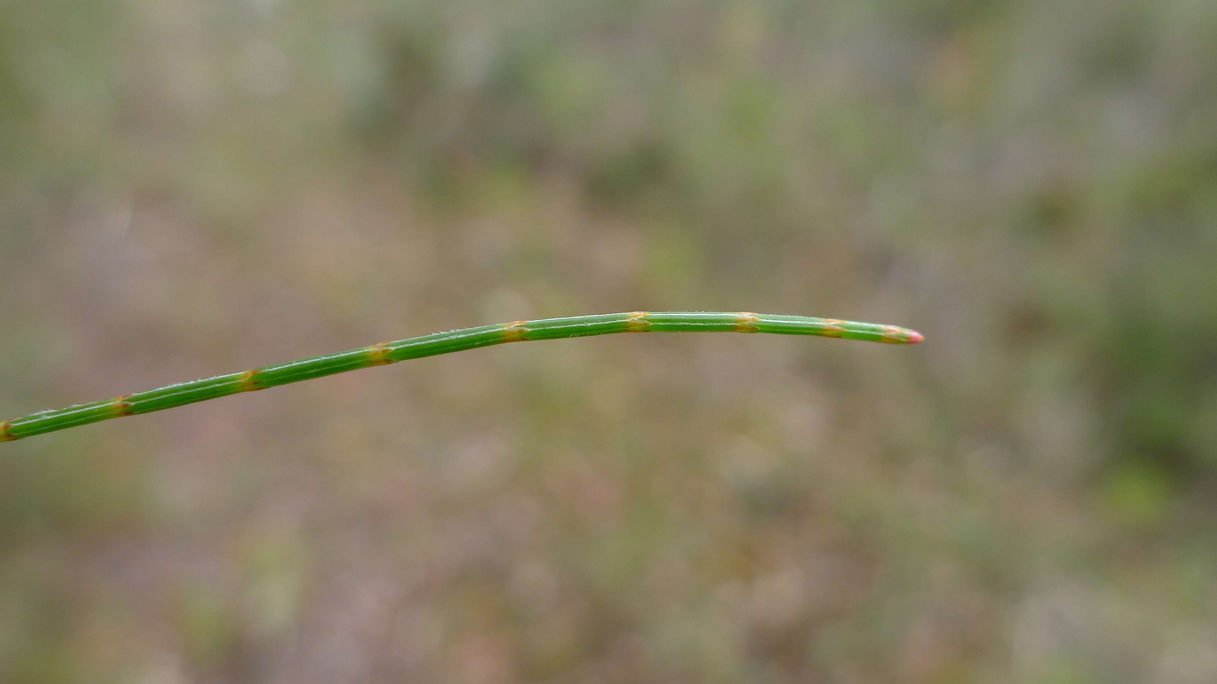 Image of black she-oak