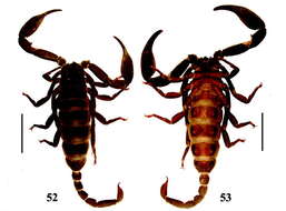 Image of Euscorpiops shidian Qi, Zhu & Lourenço 2005