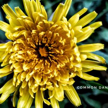 Image of dandelion