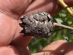 Image of Willow Pinecone Gall Midge