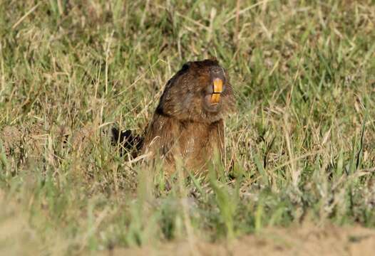 Image of Pearson's tuco-tuco