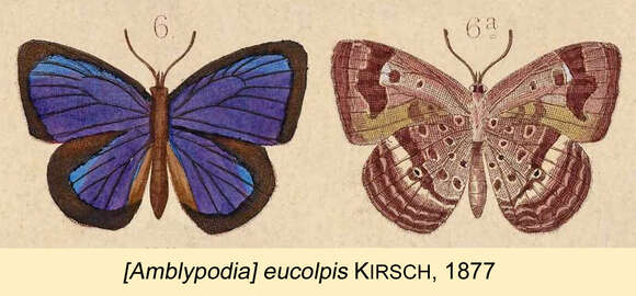 Image de Arhopala admete (Hewitson (1863))