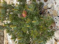 Image of Banksia occidentalis R. Br.