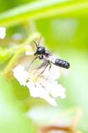 Image of Megachile disjunctiformis Cockerell 1911