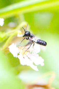 Image of Megachile disjunctiformis Cockerell 1911