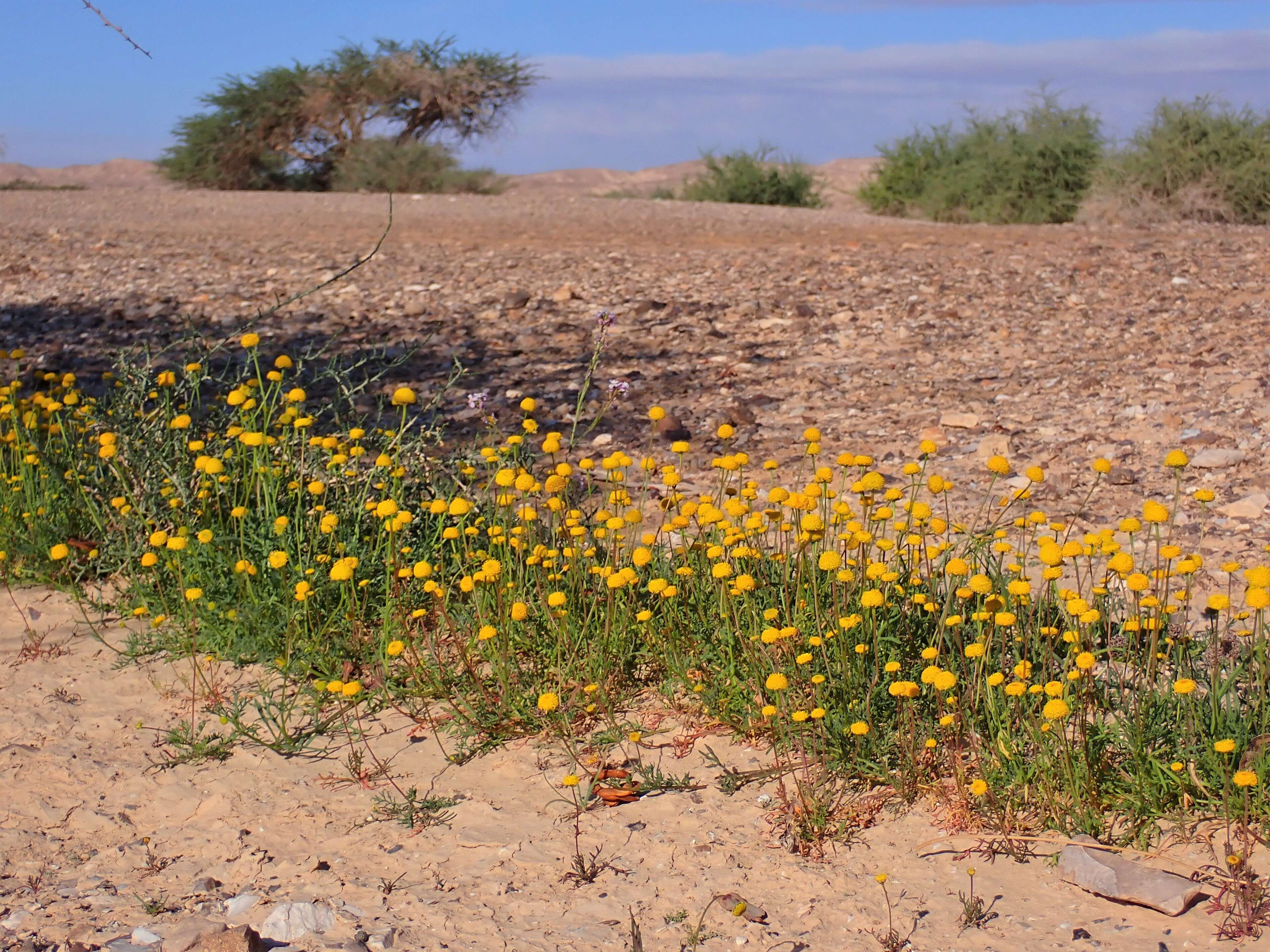 Image of Aaronsohnia